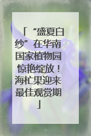 “盛夏白纱”在华南国家植物园惊艳绽放！海杧果迎来最佳观赏期