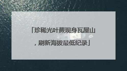 珍稀光叶蕨现身瓦屋山，刷新海拔最低纪录