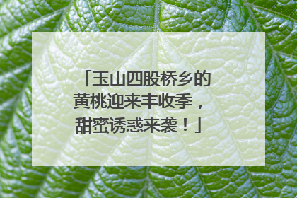 玉山四股桥乡的黄桃迎来丰收季，甜蜜诱惑来袭！