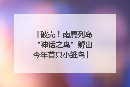 破壳！南麂列岛“神话之鸟”孵出今年首只小雏鸟