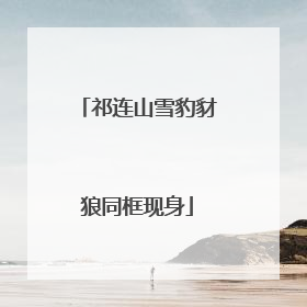 祁连山雪豹豺狼同框现身