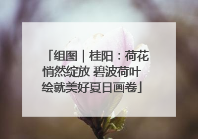 组图｜桂阳：荷花悄然绽放 碧波荷叶绘就美好夏日画卷