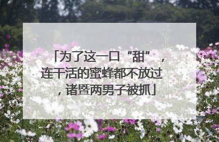 为了这一口“甜”，连干活的蜜蜂都不放过，诸暨两男子被抓