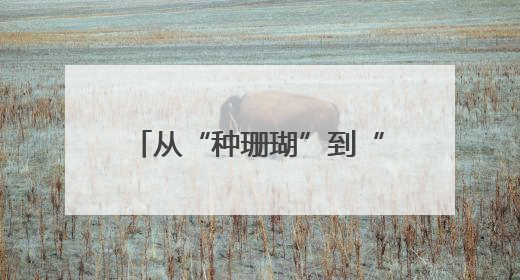 从“种珊瑚”到“育珊瑚” 海底“造林”有了新进展