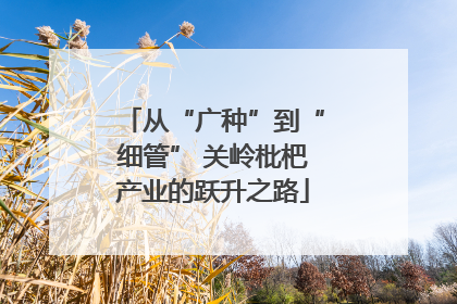 从“广种”到“细管” 关岭枇杷产业的跃升之路