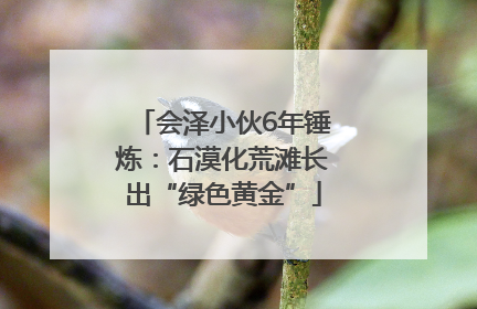 会泽小伙6年锤炼：石漠化荒滩长出“绿色黄金”