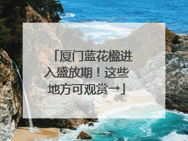 厦门蓝花楹进入盛放期！这些地方可观赏→