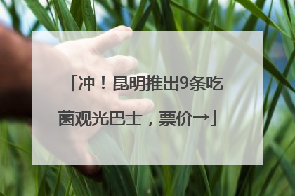 冲！昆明推出9条吃菌观光巴士，票价→