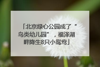 北京绿心公园成了“鸟类幼儿园”，福泽湖畔降生8只小鸳鸯