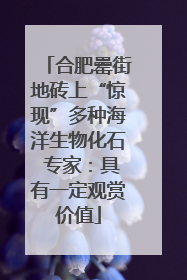 合肥罍街地砖上“惊现”多种海洋生物化石 专家：具有一定观赏价值