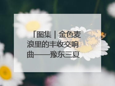 图集｜金色麦浪里的丰收交响曲——豫东三夏抢收纪实