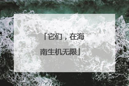 它们，在海南生机无限