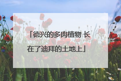 德兴的多肉植物 长在了迪拜的土地上