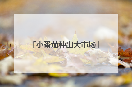 小番茄种出大市场