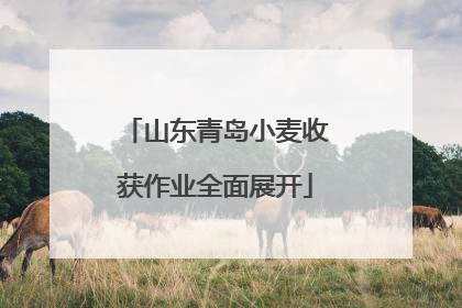 山东青岛小麦收获作业全面展开