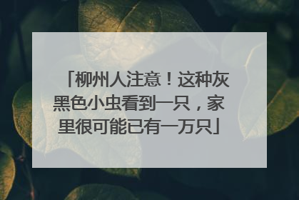 柳州人注意！这种灰黑色小虫看到一只，家里很可能已有一万只