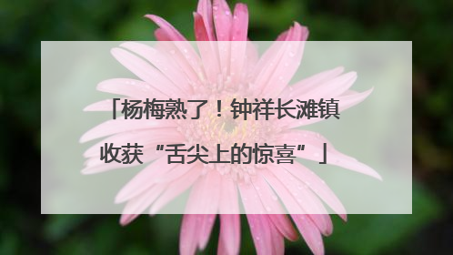 杨梅熟了！钟祥长滩镇收获“舌尖上的惊喜”