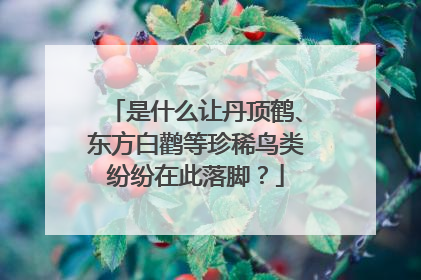 是什么让丹顶鹤、东方白鹳等珍稀鸟类纷纷在此落脚？