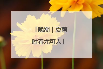 晚潮｜夏荫胜春尤可人