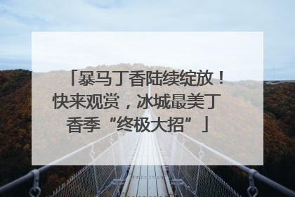 暴马丁香陆续绽放！快来观赏，冰城最美丁香季“终极大招”