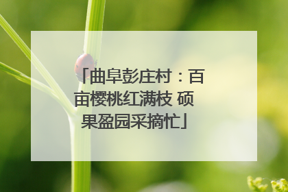 曲阜彭庄村：百亩樱桃红满枝 硕果盈园采摘忙