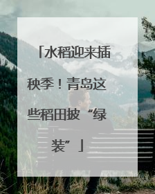 水稻迎来插秧季！青岛这些稻田披“绿装”