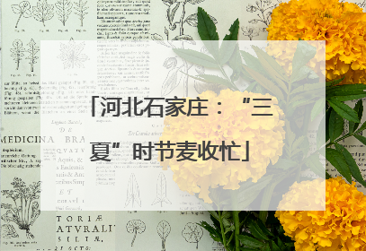 河北石家庄：“三夏”时节麦收忙