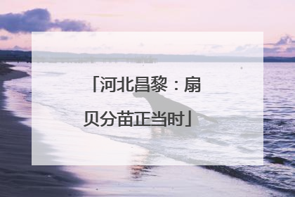河北昌黎：扇贝分苗正当时