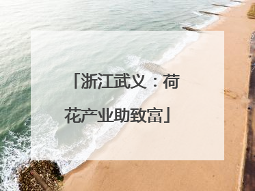 浙江武义：荷花产业助致富