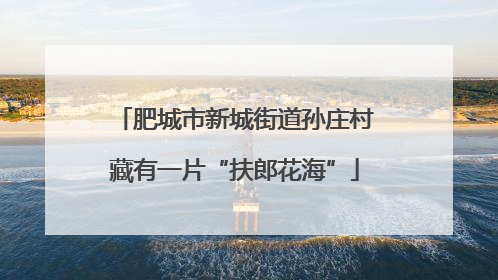 肥城市新城街道孙庄村藏有一片“扶郎花海”