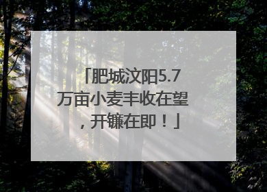 肥城汶阳5.7万亩小麦丰收在望，开镰在即！