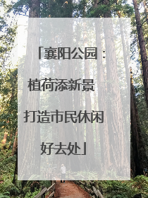 襄阳公园：植荷添新景 打造市民休闲好去处