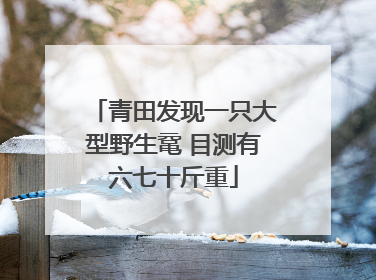 青田发现一只大型野生鼋 目测有六七十斤重