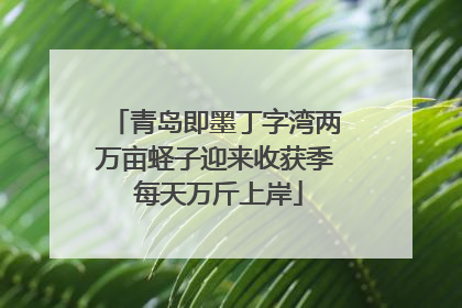 青岛即墨丁字湾两万亩蛏子迎来收获季 每天万斤上岸